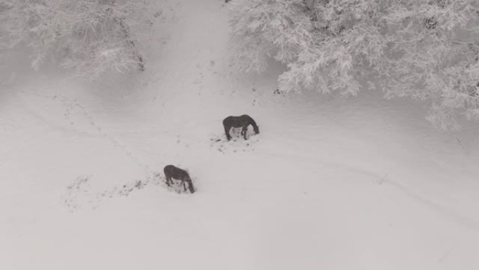 空中: 在暴风雪中放牧的两匹驯服的马上方飞行。
