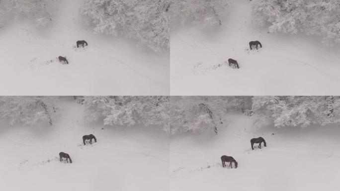 空中: 在暴风雪中放牧的两匹驯服的马上方飞行。