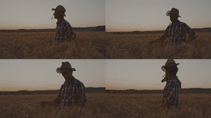 黄昏时分，农夫嘴里叼着一粒黑麦，站在田野的中央