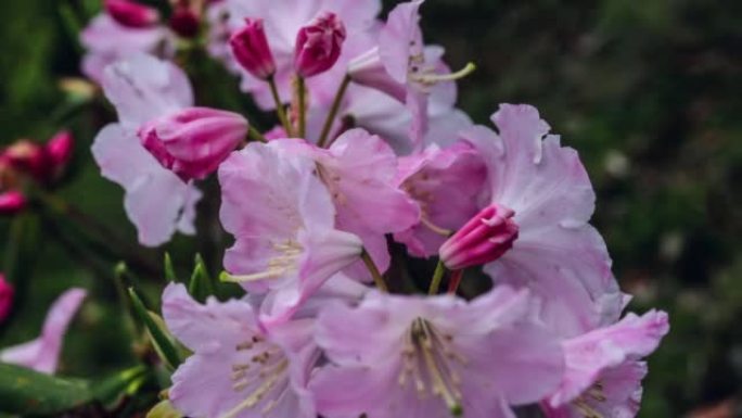 川西高原高山杜鹃花自由开放