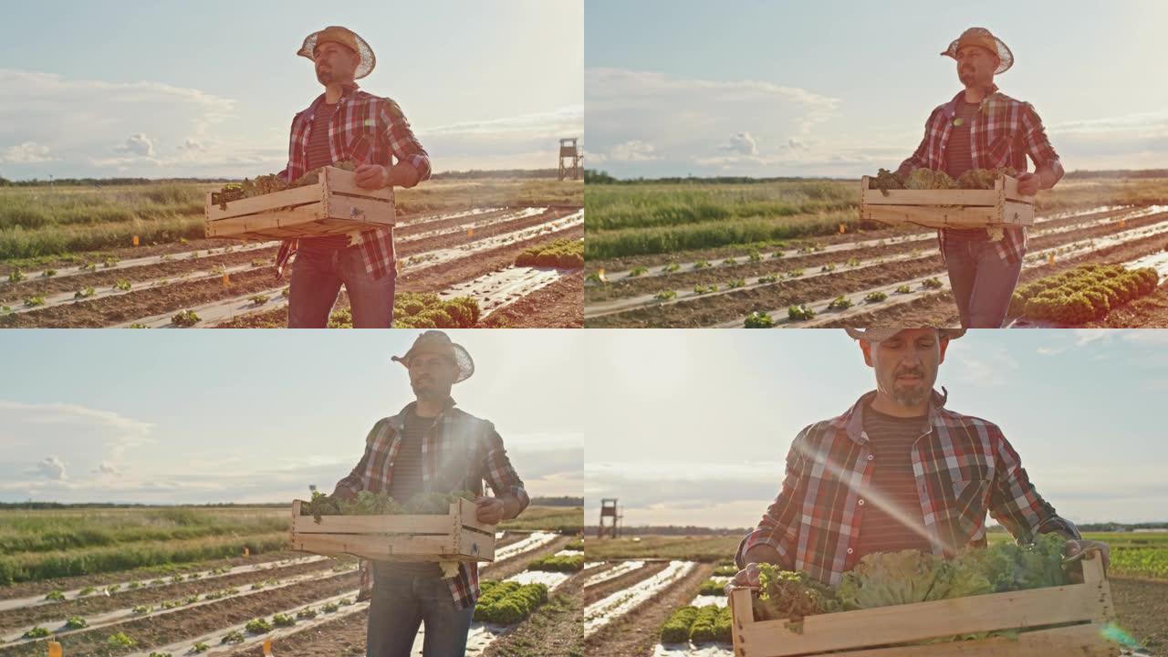 日落时分，戴着帽子的SLO MO Farmer在田野上背着板条箱