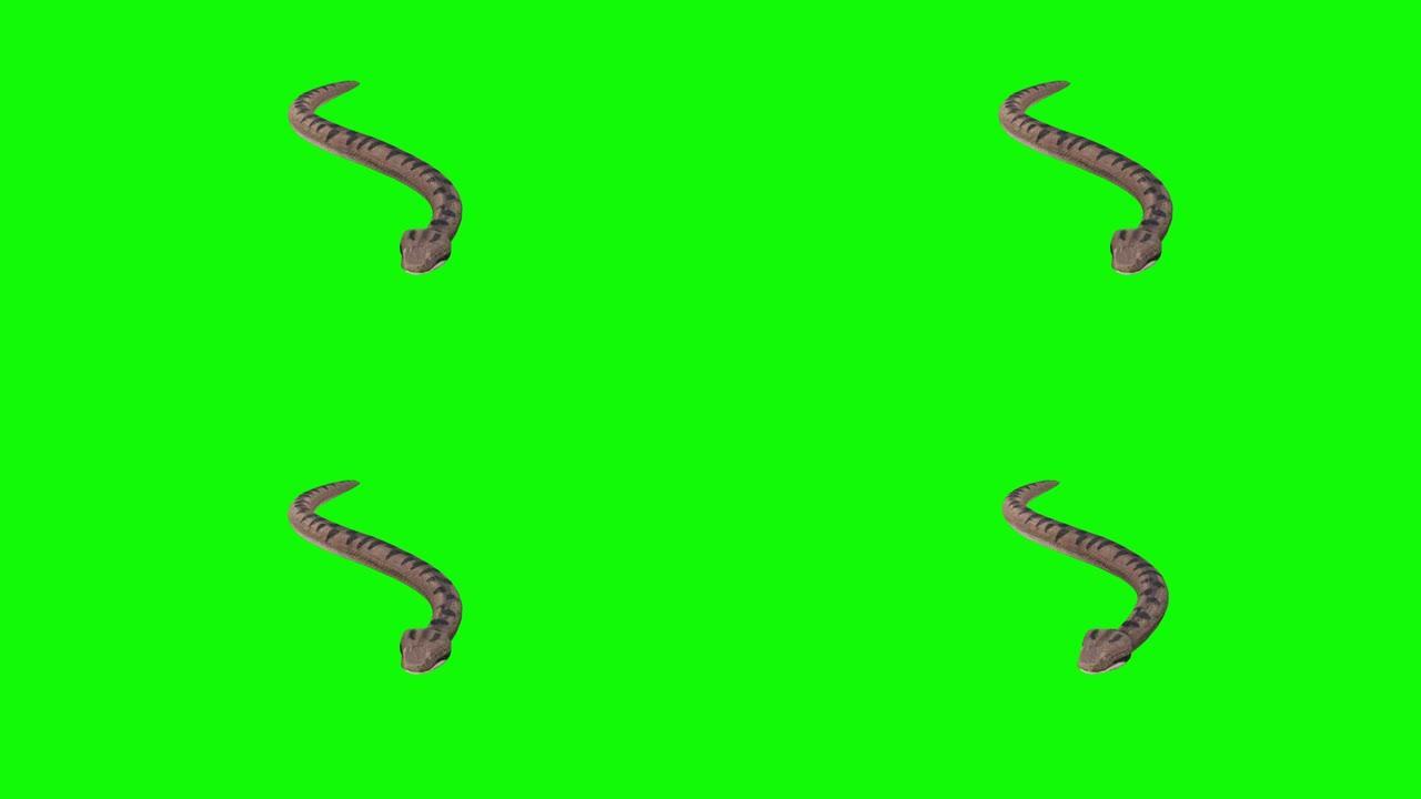 绿色背景上的快速滑行蛇。动物的概念，野生动物，游戏，返校，3d动画，短视频，电影，卡通，有机，色键，