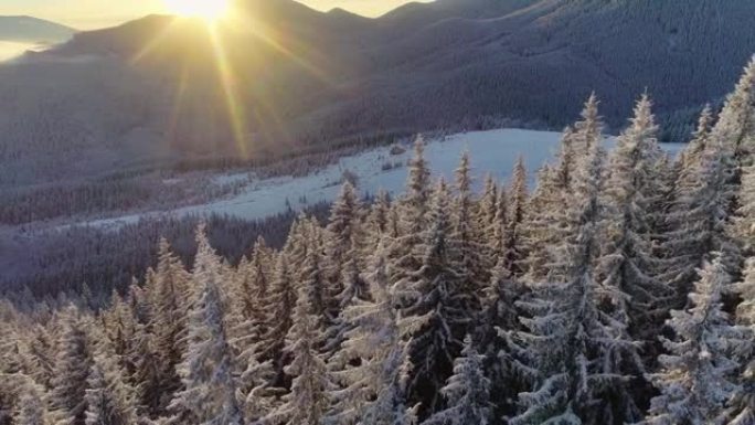 山区美好的冬日。空中拍摄冬季森林和雪覆盖山区的冬季树木。早晨的阳光从山后出来，照亮了冰冻的枞树。UH