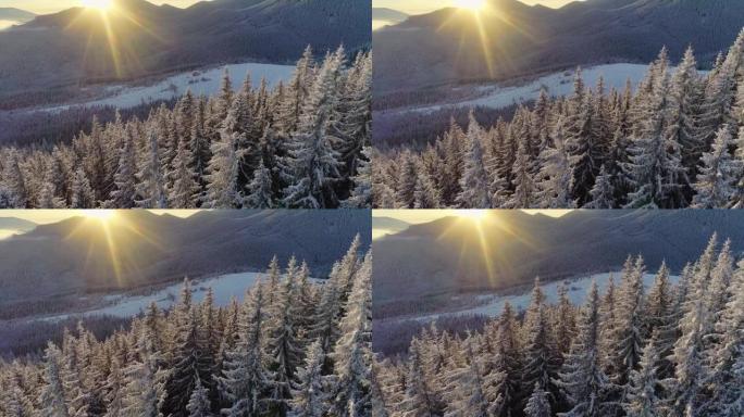 山区美好的冬日。空中拍摄冬季森林和雪覆盖山区的冬季树木。早晨的阳光从山后出来，照亮了冰冻的枞树。UH