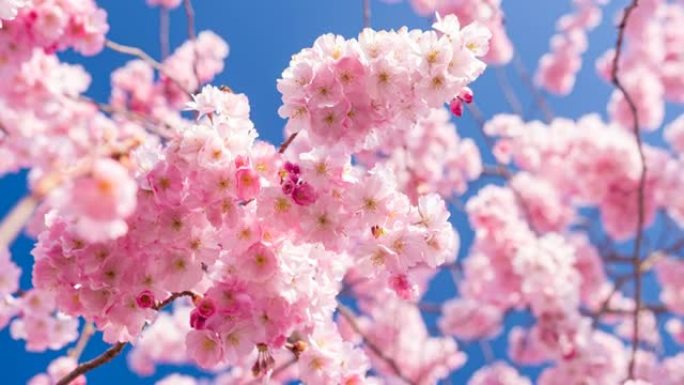 春天盛开的樱花树枝