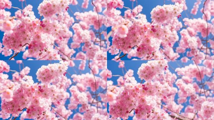春天盛开的樱花树枝