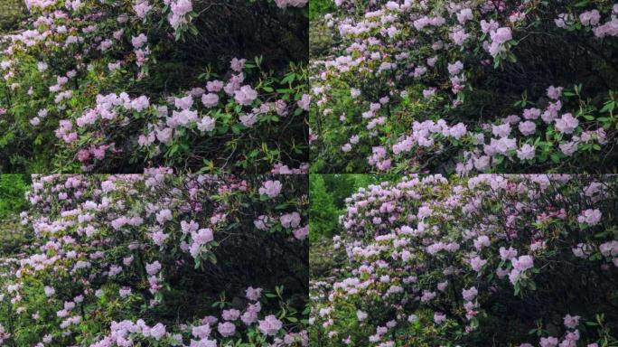 川西高原高山杜鹃花开花