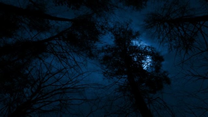 树木上方的大月亮令人恐惧