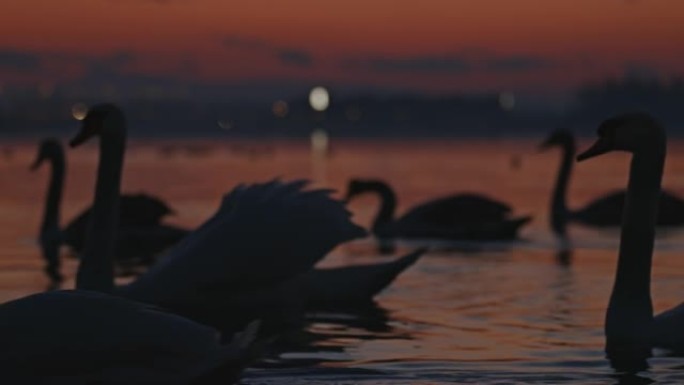 漂浮在湖上的天鹅天鹅湖水一群白天鹅实拍