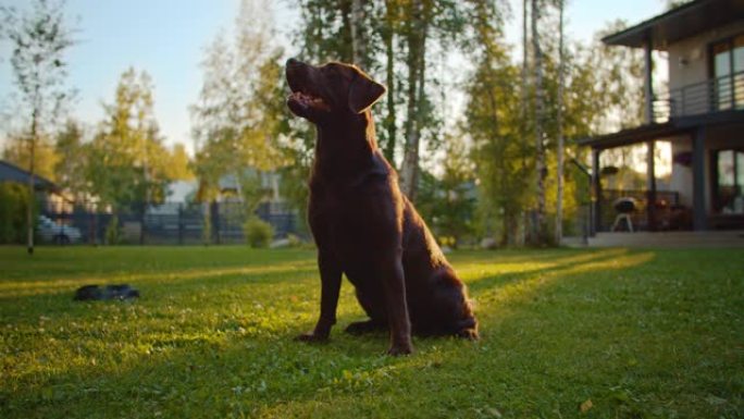 诺贝尔血统布朗拉布拉多寻回犬狗抬头等待命令并要求小吃，在绿色草坪上玩得开心。在户外阳光明媚的日子里，