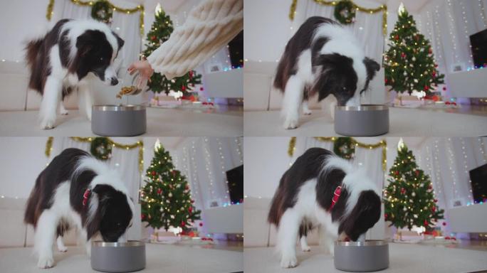 肖像狗在圣诞节日装饰的客厅用金属碗吃饭。