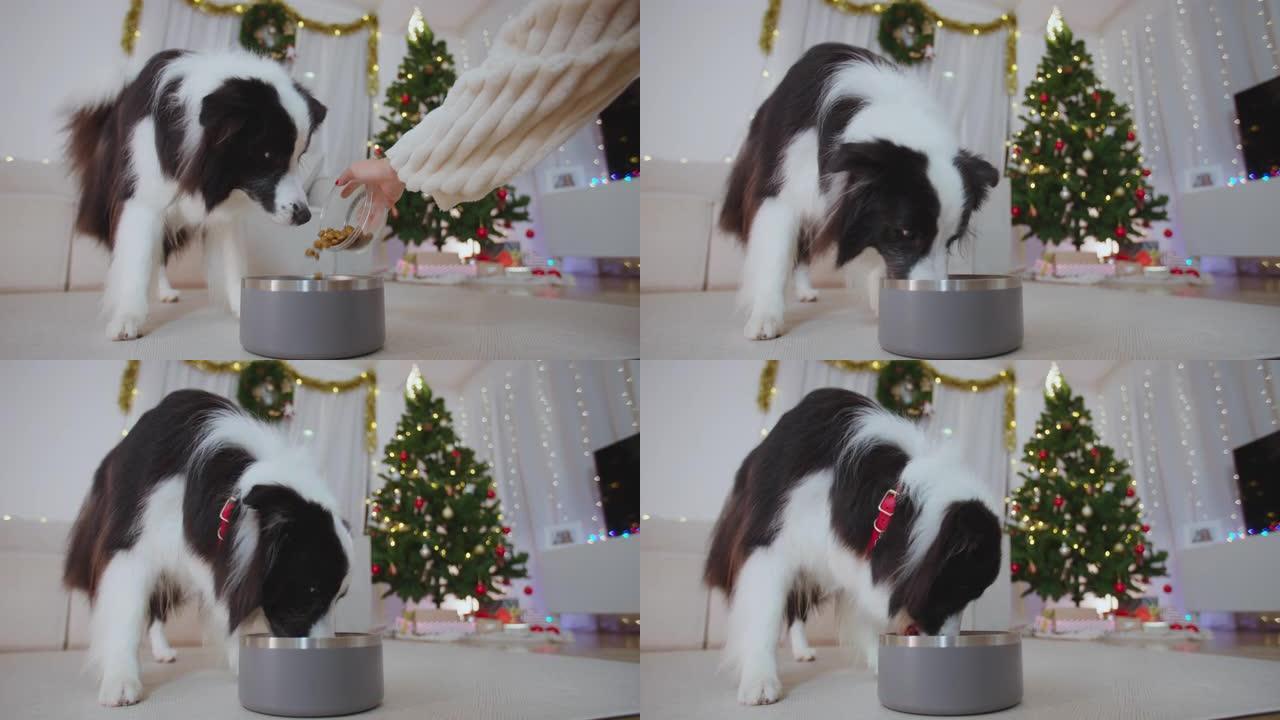 肖像狗在圣诞节日装饰的客厅用金属碗吃饭。