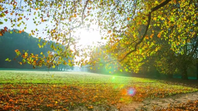 秋季公园里的彩树-跟踪镜头