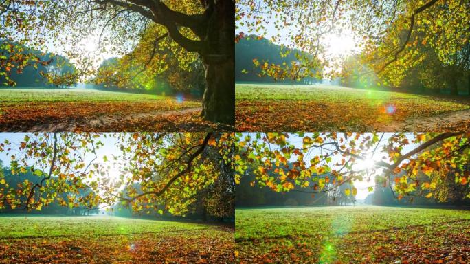 秋季公园里的彩树-跟踪镜头