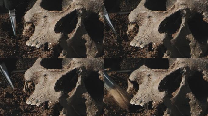人类头骨的挖掘过程