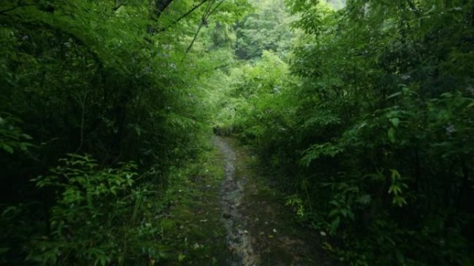 走向森林小径雨天林木区有土路下雨森林山区