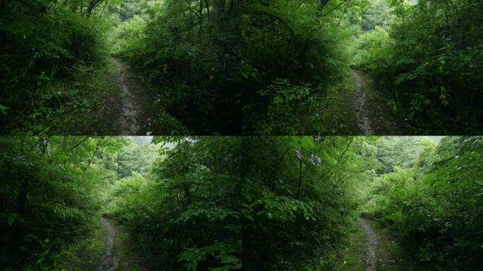 走向森林小径雨天林木区有土路下雨森林山区