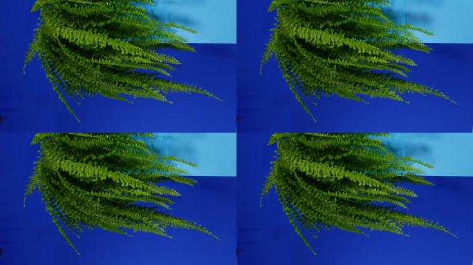 蕨类植物悬挂在微风蓝屏中进行合成