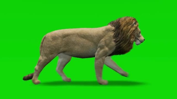 绿色屏幕上带有运动模糊的狮子行走动画。动物的概念，野生动物，游戏，返校，3d动画，短视频，电影，卡通