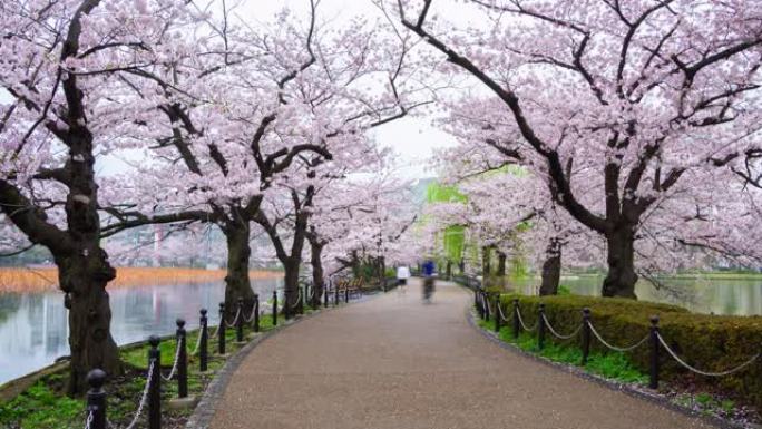 4K.时间流逝日本东京樱花季节公园小径的景色。