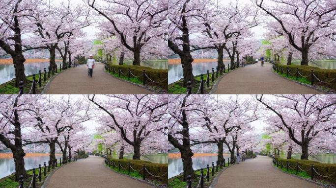 4K.时间流逝日本东京樱花季节公园小径的景色。