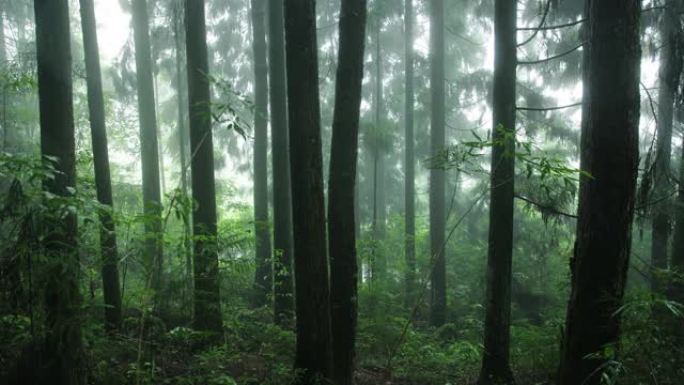 雨中的森林丛林树林山林