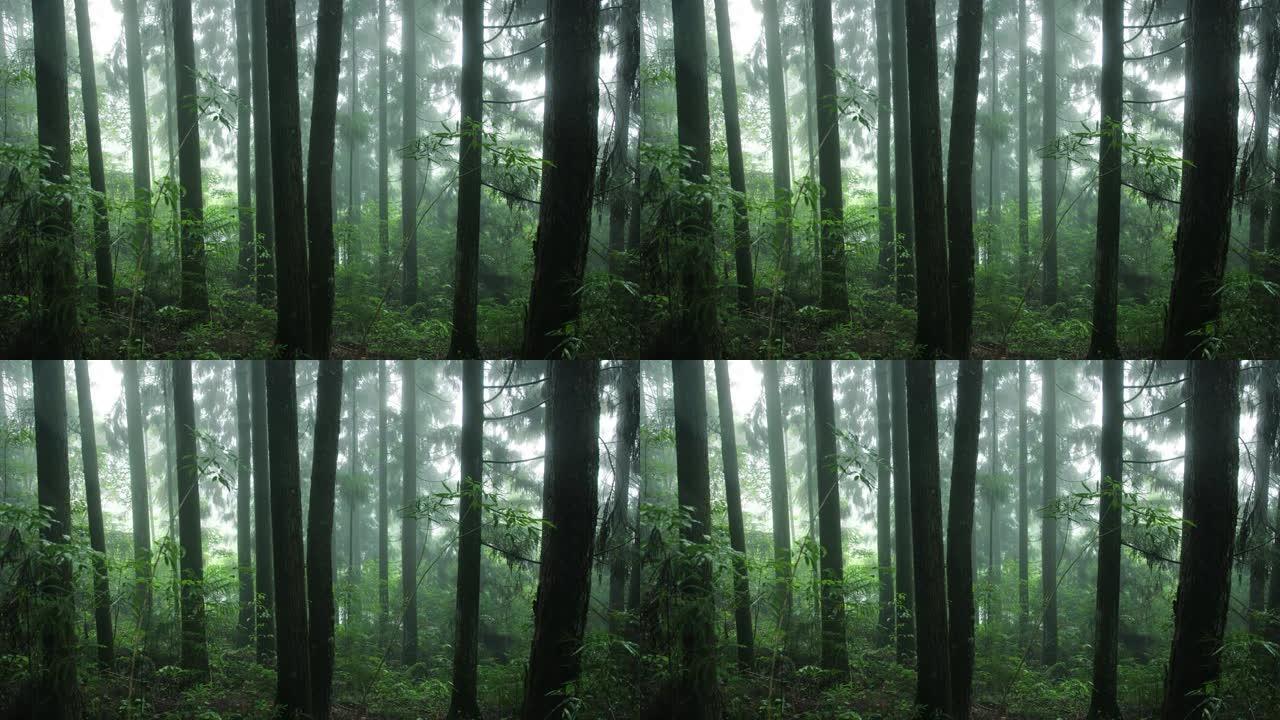 雨中的森林丛林树林山林