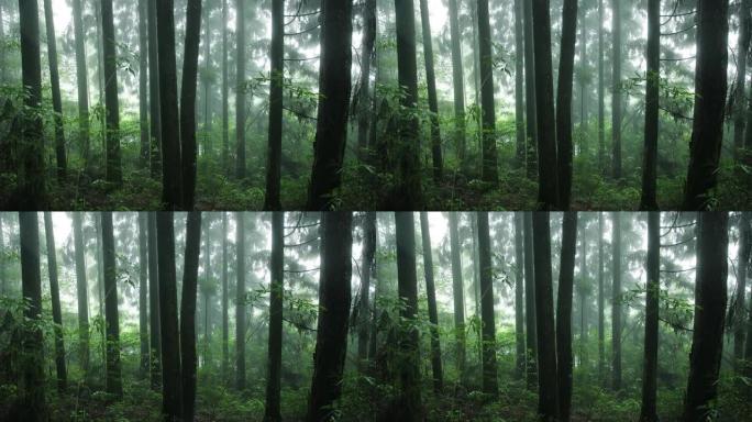雨中的森林丛林树林山林