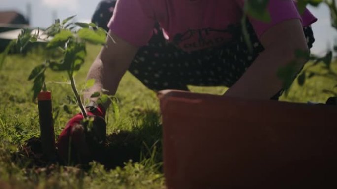 SLO MO女人在地下移植番茄幼苗