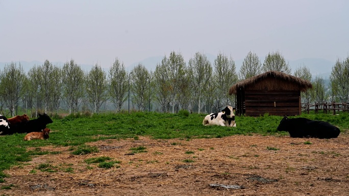 奶牛在牧场吃草实拍视频