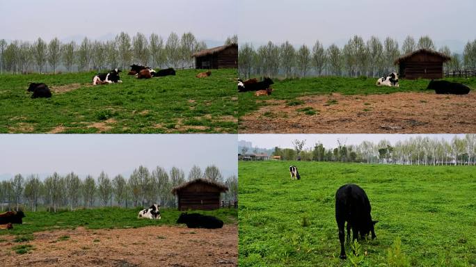 奶牛在牧场吃草实拍视频