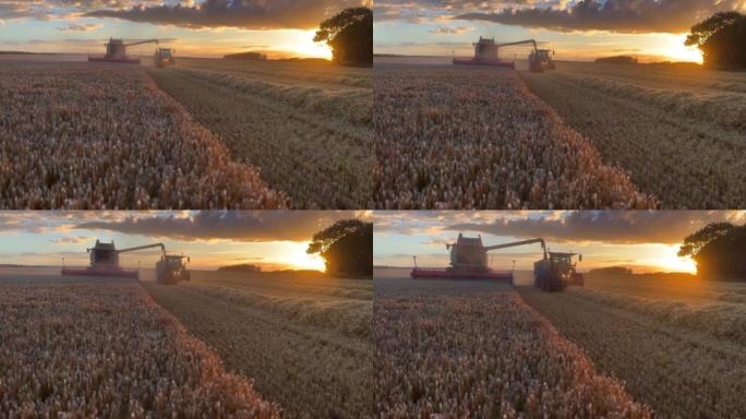 日落时收获大麦