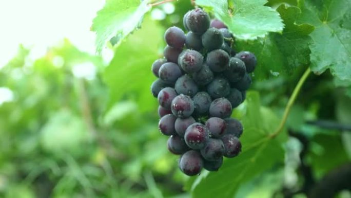 成熟葡萄的特写黑美人酸甜可口新鲜