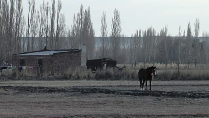 马独自站在阿根廷巴塔哥尼亚盖曼的乡村田野里。