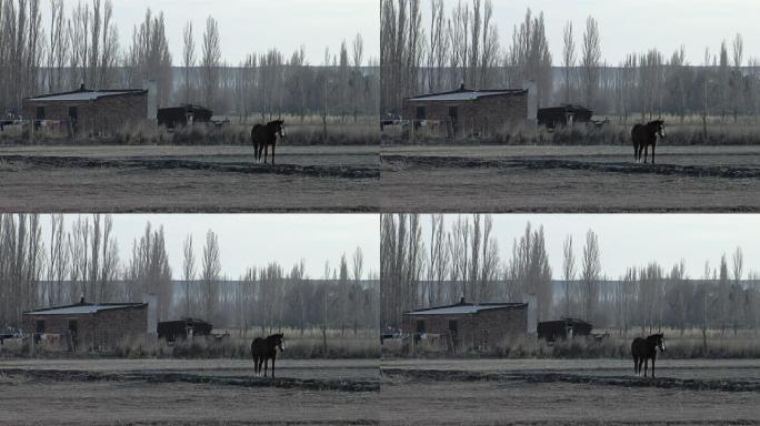 马独自站在阿根廷巴塔哥尼亚盖曼的乡村田野里。