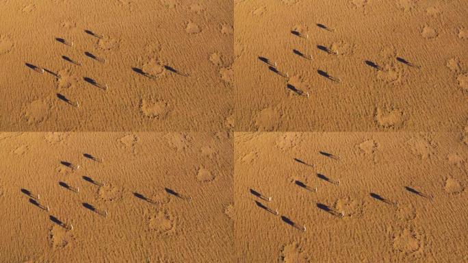 在壮观的纳米布沙漠中漫步并投下阴影的Gemsbok Oryx的直线鸟瞰图
