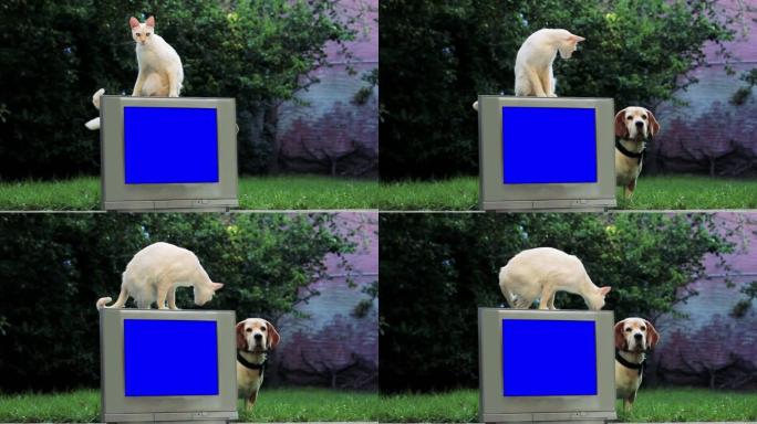白猫和比格犬以及带蓝屏的旧电视。