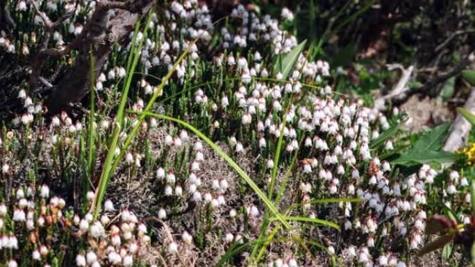 像风铃一样的小花盛开在青藏高原上: Cassiope sellainoides