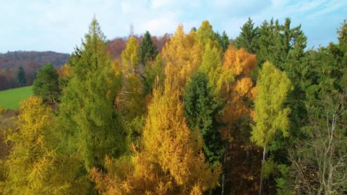 空中: 在落叶松树梢上的森林中飞行，秋天的黄色明显