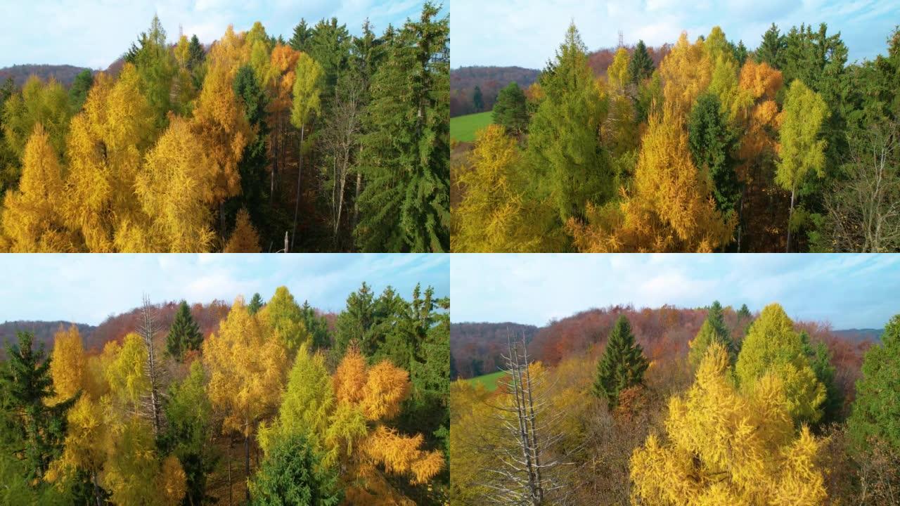 空中: 在落叶松树梢上的森林中飞行，秋天的黄色明显