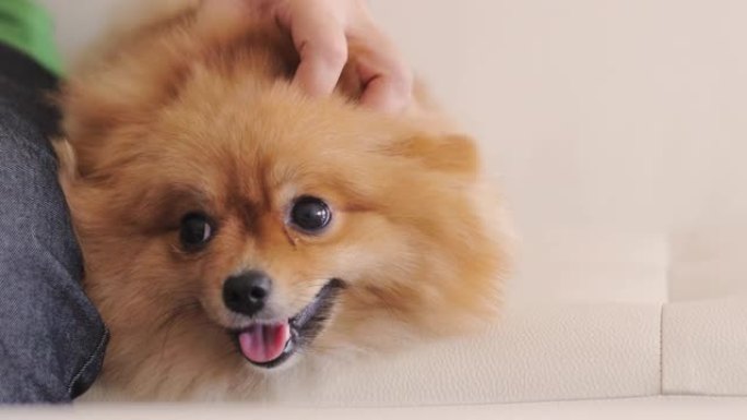 博美犬博美犬小狗宠物