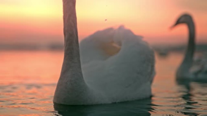 漂浮在湖上的白天鹅
