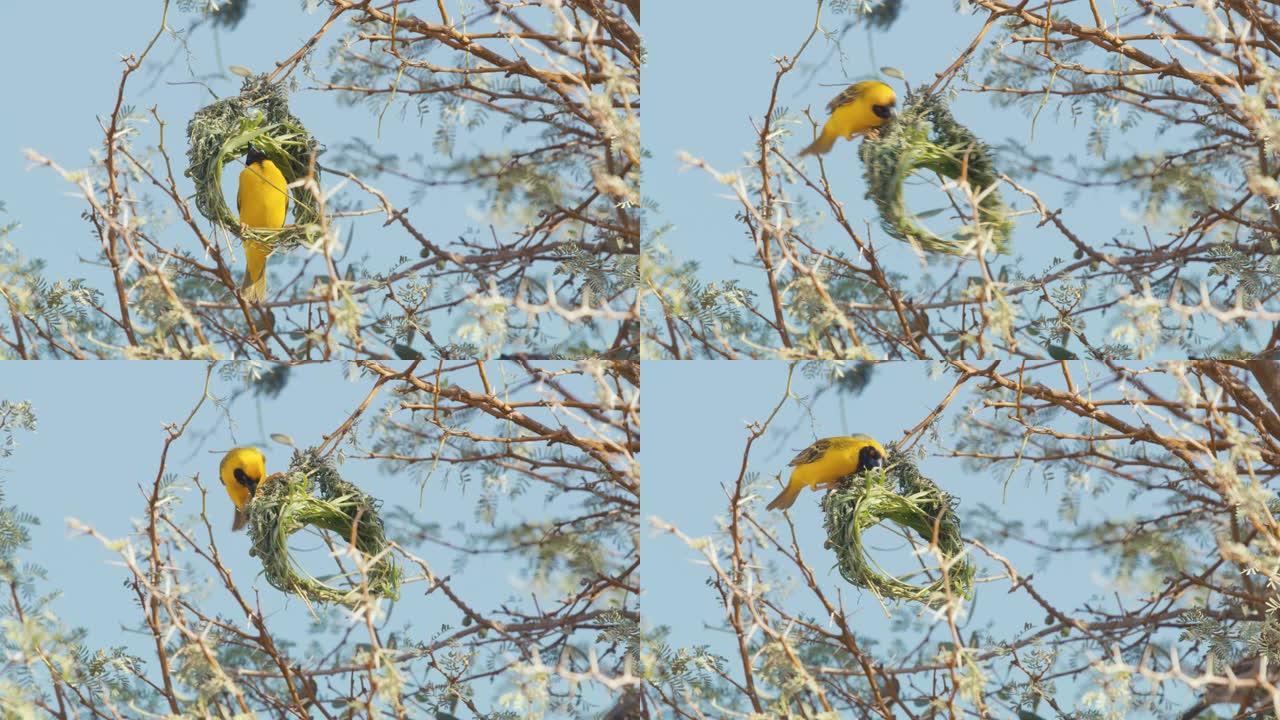 黄色蒙面织布鸟女士在非洲纳米比亚的树枝上筑巢