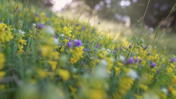 相机在黄色和紫色的草地花之间移动。阿尔卑斯山在日落灯光下开花。夏天，新鲜，植物概念