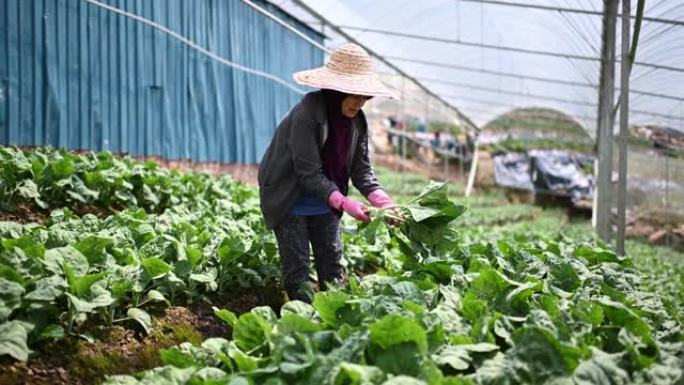 亚洲女性农民在温室中收获羽衣甘蓝植物