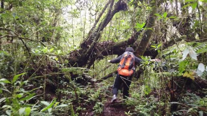 亚洲中国女性徒步旅行者探索卡梅伦高地的苔藓森林与朋友一起在后视中行走