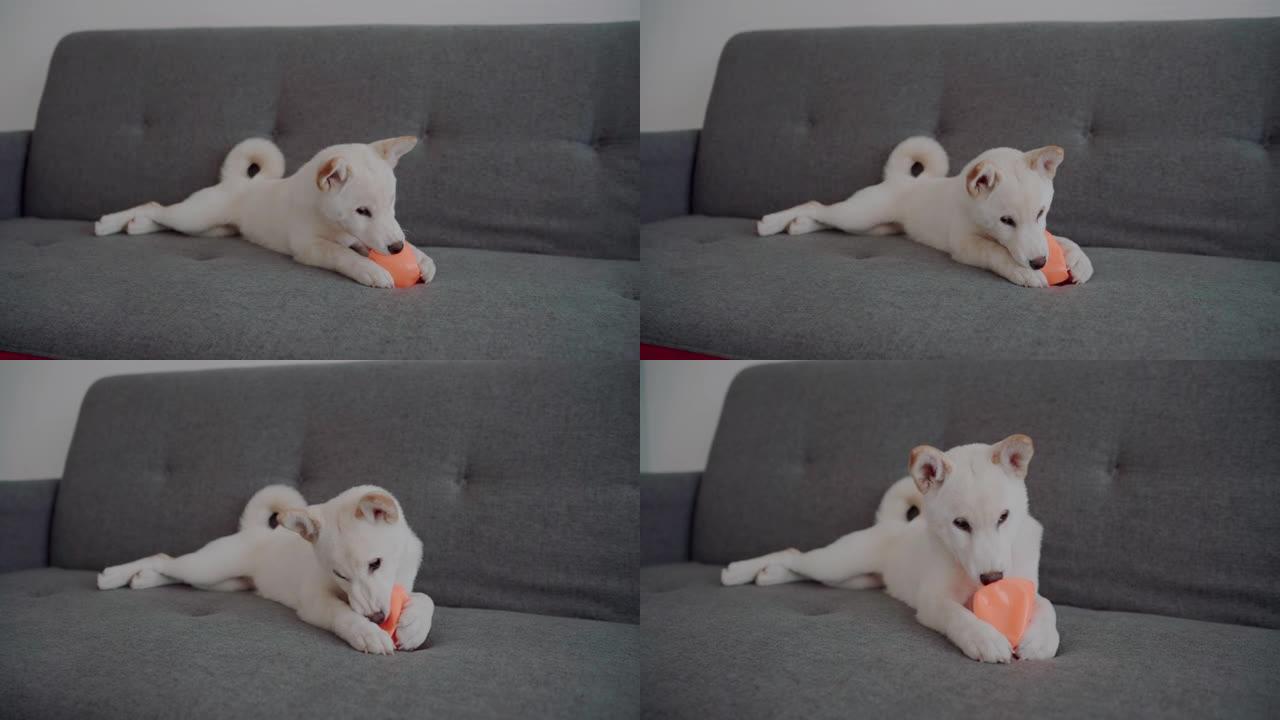 狗在客厅玩球