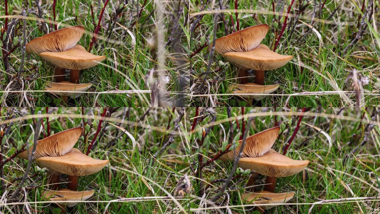 青藏高原上的蘑菇野生菌类菌盖菌柄环绕镜头