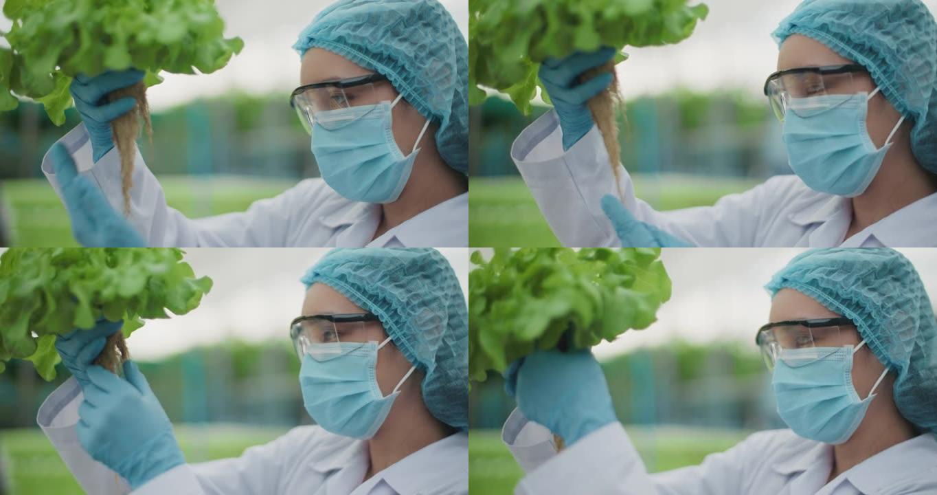 女科学家监测工作检查有机蔬菜