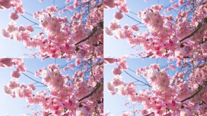 晴空背景下春天盛开的樱花树枝